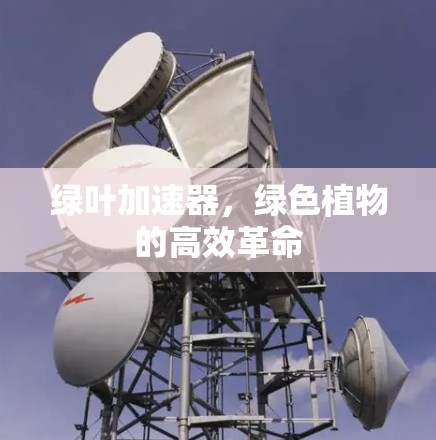 绿叶加速器,绿色植物的高效革命